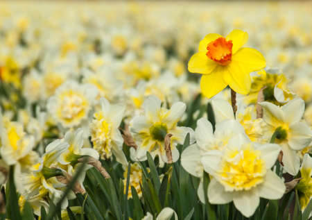 detail of individual long stemmed yellow trumpet daffodil in a fields of white double cup daffodils  Selective focus の写真素材
