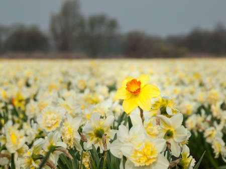 detail of individual long stemmed yellow trumpet daffodil in a fields of white double cup daffodils  Selective focus の写真素材