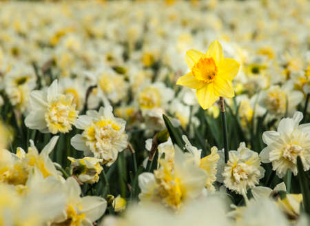 detail of individual long stemmed yellow trumpet daffodil in a fields of white double cup daffodils  Selective focus の写真素材