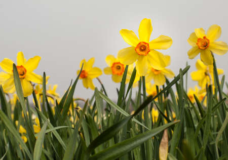 detail of  long stemmed yellow and orange trumpet daffodils in a daffodil fieldの写真素材