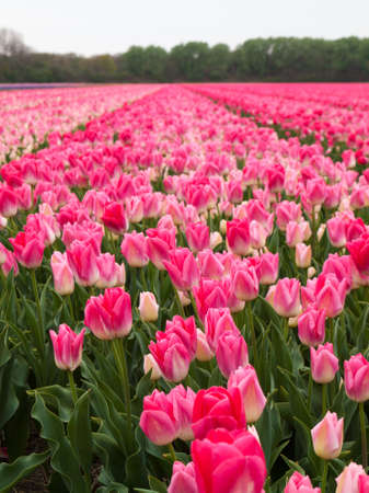 dutch flower field with rows of pink tulips in the springの写真素材