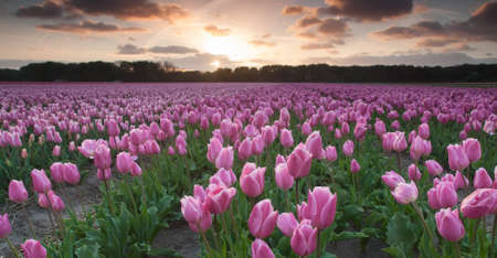 dutch flower field with purple tulips at sundown with cloudy skyの写真素材