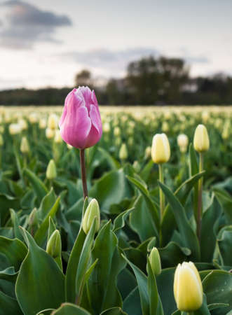 closeup of individual pink tulip in a field of white tulips  selective focus on pink tulip の写真素材