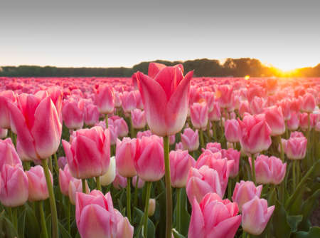 dutch flower field with  pink tulips in the spring  strongly backlit with lens flare  Focus on individual long stemmed tulipの写真素材