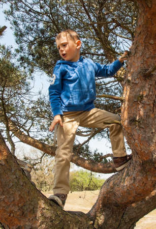 small boy climbing in a pine tree on a sunny dayの写真素材