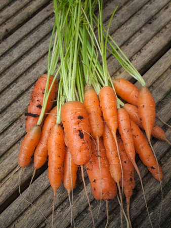 freshly harvested young carrots with wooden garden decking behindの写真素材
