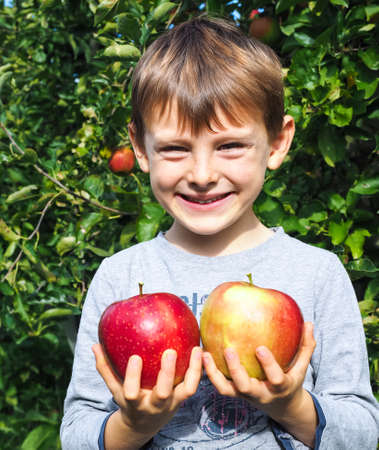 young smiling boy holding ripe red apples in an orchardの写真素材