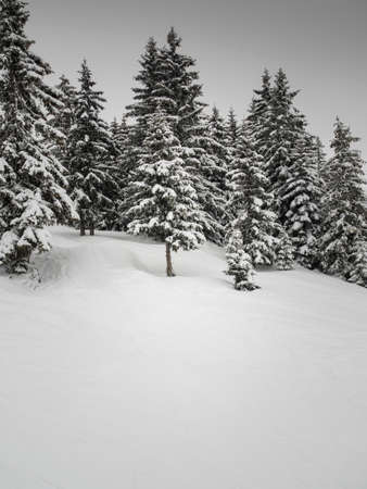 conifer trees in a snowy winter landscape in flat winter light with grey skyの写真素材
