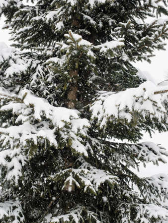 background of snow covered conifer branch with falling snowflakesの写真素材