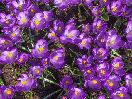 detail of bed of purple spring crocus viewed from aboveの写真素材