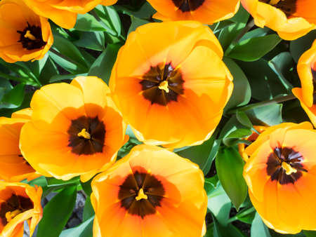 overhead closeup of orange show tulipsの写真素材