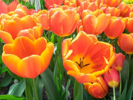 closeup of bed of orange show tulipsの写真素材