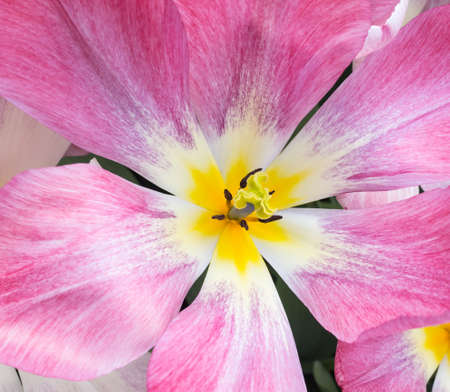 overhead closeup detail of head of  pink show tulipの写真素材