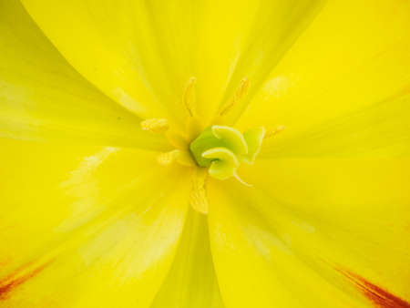 overhead closeup detail of head of  yellow show tulipの写真素材