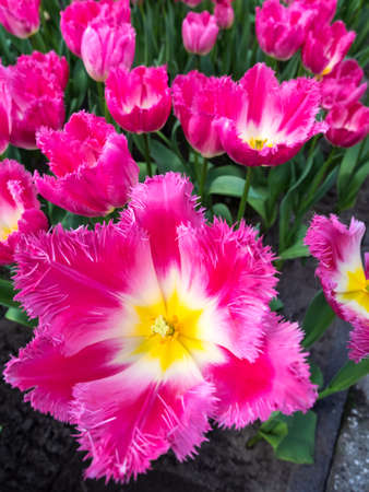 closeup  of  bed of  fancy white and pink show tulipsの写真素材