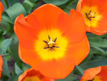 overhead closeup of orange and yellow show tulipsの写真素材