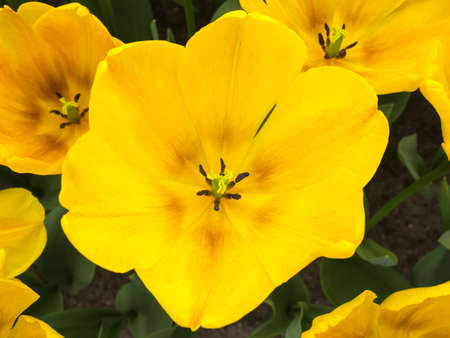 overhead closeup of  yellow show tulipsの写真素材