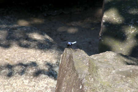 A blue dragonfly rests on a rock in a Japanese garden.の写真素材