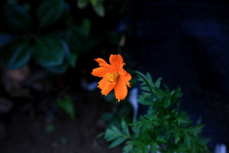 A lone orange wildflower blooms at the side of the road.  Shot on a walk one summer's evening.の写真素材