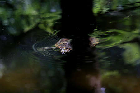 A red-eared slider turtle in a garden pond in a Japanese garden.の写真素材