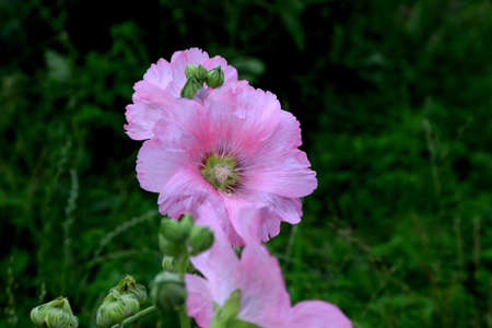 Wild Pink Hollycock flowers in bloom in Yokohama, Japanの写真素材