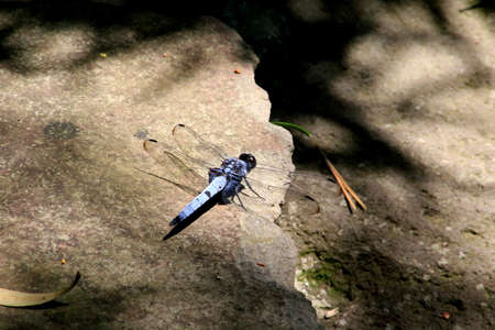 A blue dragonfly rests on a rock in a Japanese garden.の写真素材