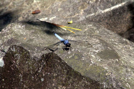 A blue dragonfly rests on a rock in a Japanese garden.の写真素材