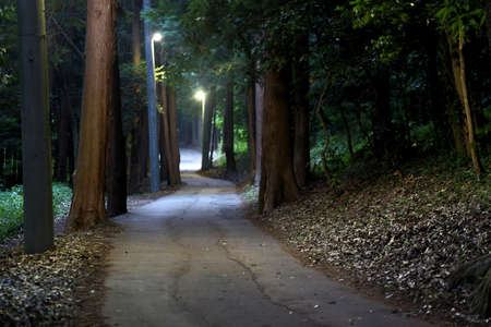 A road through the forest at dusk.の写真素材
