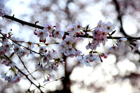 White cherry blossoms bloom in the spring in Japan.  Springtime in Japan is all about viewing the sakura blossoms.の写真素材