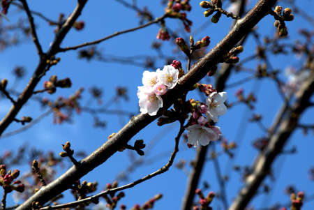 White cherry blossoms bloom in the spring in Japan.  Springtime in Japan is all about viewing the sakura blossoms.の写真素材
