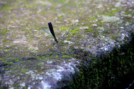 A small dragonfly rests on a rock in a decorative, koi pond in Serigaya Park in Machida, Tokyo, Japanの写真素材