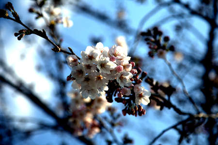 White cherry blossoms bloom in the spring in Japan.  Springtime in Japan is all about viewing the sakura blossoms.の写真素材