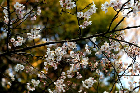 White cherry blossoms bloom in the spring in Japan.  Springtime in Japan is all about viewing the...