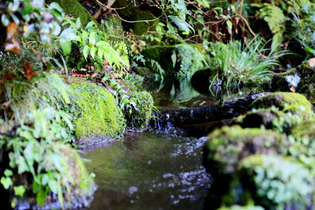 A small stream in Serigaya Park in Machida, Tokyo, Japan. This small stream feeds water into the...