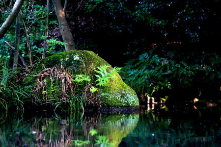 A moss covered stone in a decorative, koi pond in Serigaya Park in Machida, Tokyo, Japan.の写真素材