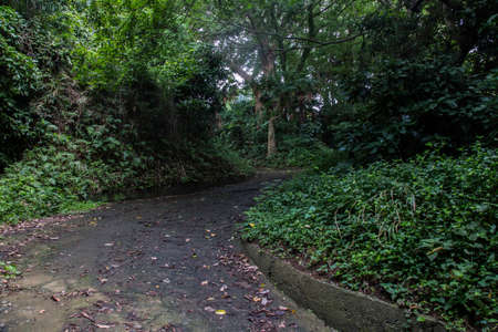 A road leads up Mt. Fudo in Kozu, Odawara, Japan.  Mt. Fudo has many hiking trails and narrow farm roads through the old orchards that cover the mountains.の写真素材
