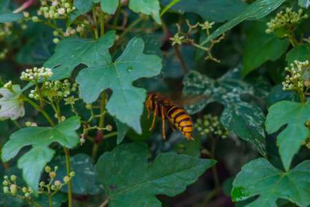 A hornet flies between the leaves and flowerbuds in the vines on a garden wall in Oiso, Japanの写真素材