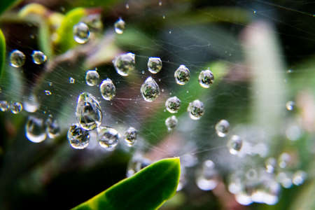 rain drops caught in a spider web on a rainy day in Oiso, Japan