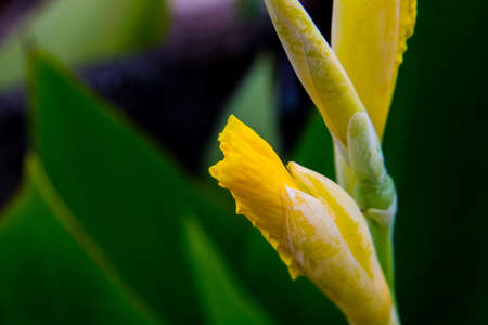 Yellow flowerbuds waiting to open on a rainy day in Oiso, Japanの写真素材