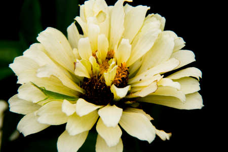 A close-up shot of pale yellow flowers on the edge of a small garden along a walking wath in Ayase City, Japanの写真素材