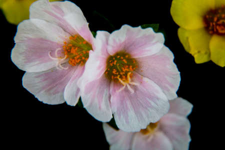 small flowers bloom in a planter box on a photo walk in Oiso, Japanの写真素材