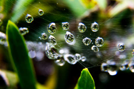 rain drops caught in a spider web on a rainy day in Oiso, Japan