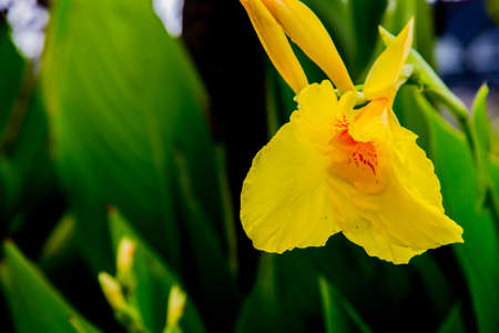 A yellow flower blooms on the side of a road in Oiso, Japan.