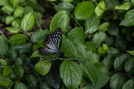 A common butterfly rests on a leaf on a mountainside in Odawara, Japanの写真素材