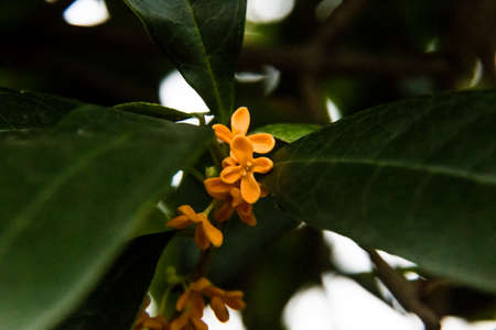 A macro shot of small orange Kinmokusei flowers blooming within a green, broad-leaved bush.の写真素材
