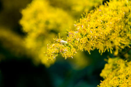 bright yellow flowering weeds in an empty lot in Ayase, Japanの写真素材