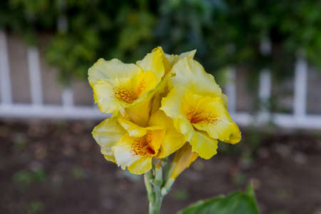 A cluster of yellow flowers in bloom in a planter box along the roadside in Yamato, Japanの写真素材