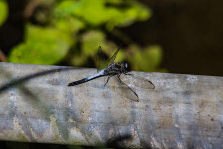 A Japanese blue dragonfly rests on a pipe in Kamakura, Japanの写真素材