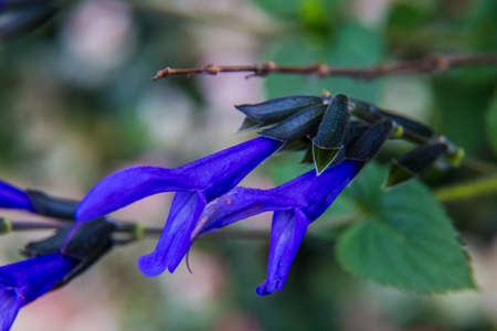 A macro shot of small blue Salvia flowers in bloom.の写真素材