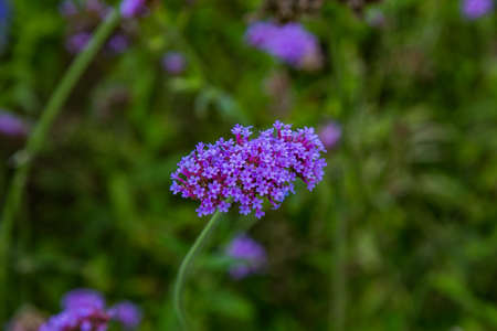 A macro shot of a cluster of small purple flowers.の写真素材